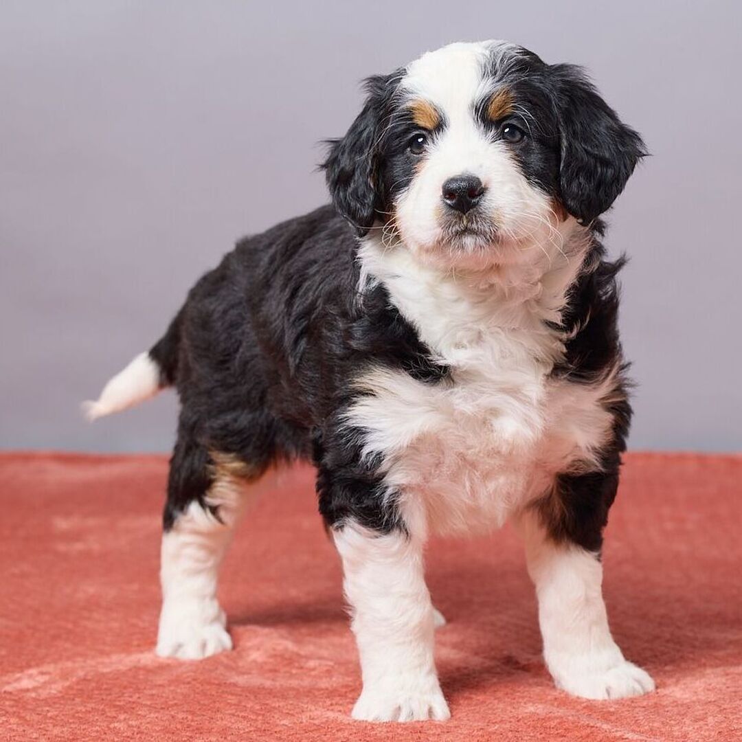 Bernedoodle
