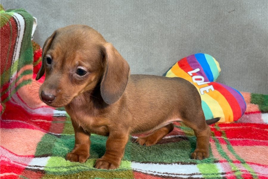 Bambi - Cachorro Teckel del Criadero Juan Manuel