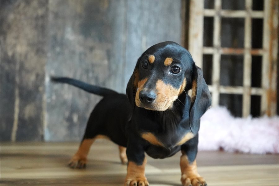 Brynlee - Cachorro Teckel del Criadero Juan Manuel