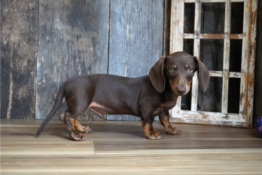 Damien - Cachorro Teckel del Criadero Juan Manuel
