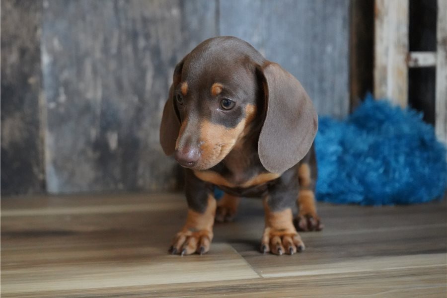 Dexter - Cachorro Teckel del Criadero Juan Manuel