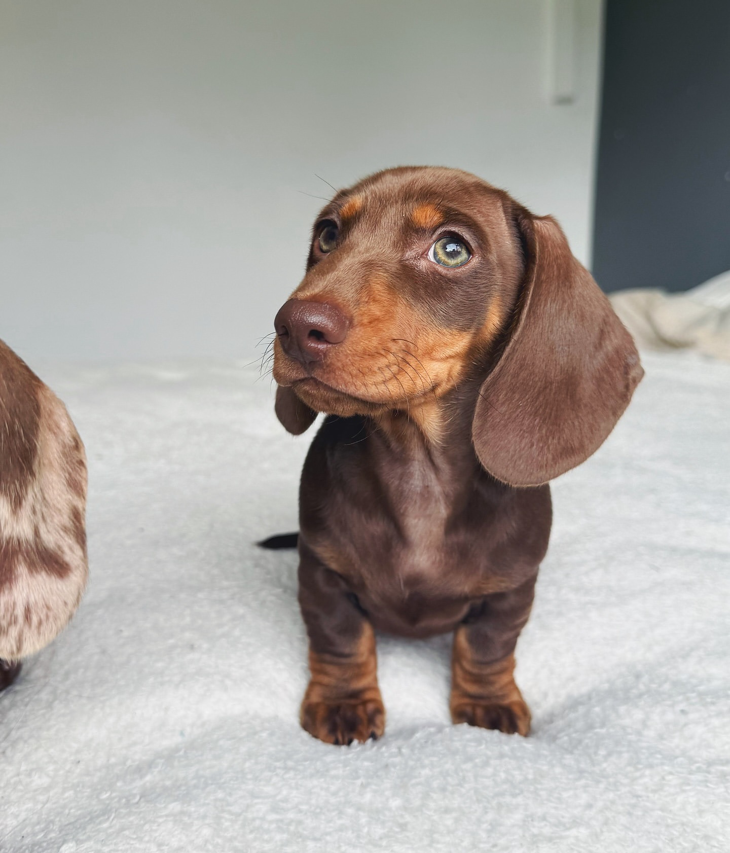 Fiona - Cachorro Teckel del Criadero Juan Manuel