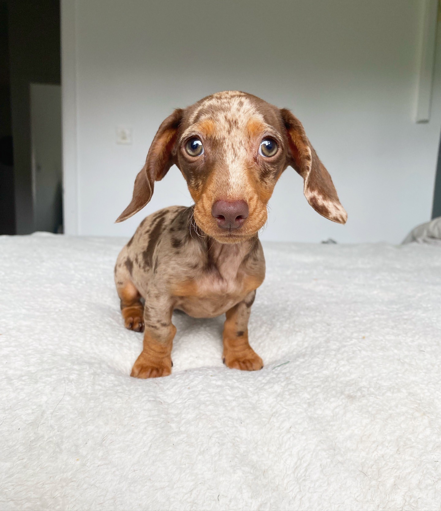 Cachorro sano del Criadero Juan Manuel