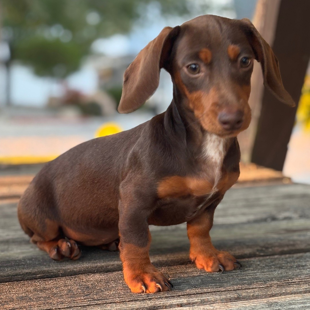 Scarlette - Cachorro Teckel del Criadero Juan Manuel