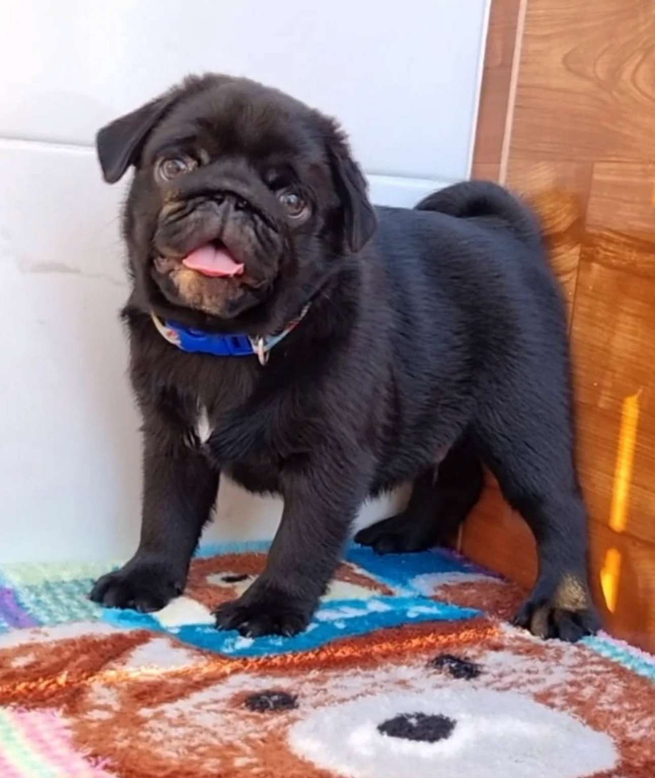 Bonito cachorro Pug