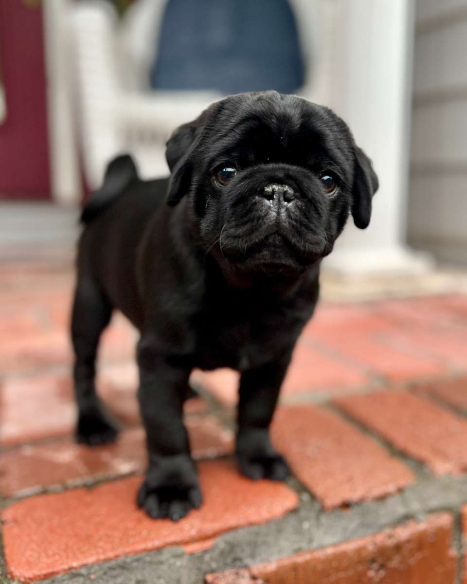 Criadero Juan Manuel - Envío Rápido y Seguro